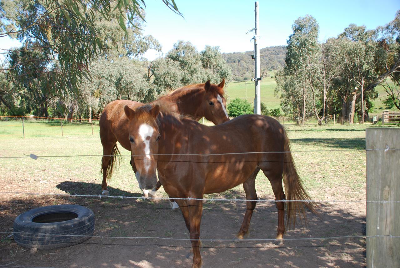 Bluegum Ridge Cottages Merrijig Exteriör bild